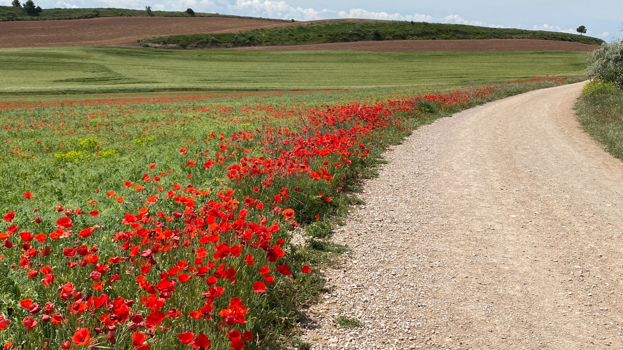 Camino de Santiago path with poppies